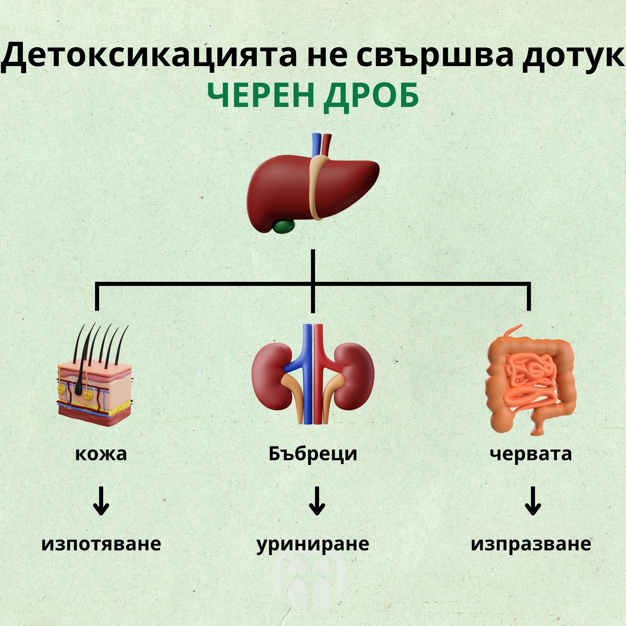 (Bulharština) Detoxifikace nekonči jen JÁTRY